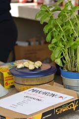 1- festival makaronflajša in tife 2019 - 11.5 (4)